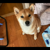 マロン