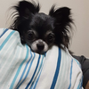 めぐちゃん
