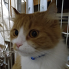 のん
