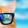 summer cat🐈