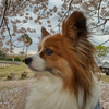 こたろう🐶💎