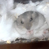 みっきー推し🐹📣🦭🩵🥂❄🌈☁🐣‪🍓🦋⭐️