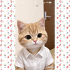 稲川kazu