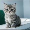 捨て猫🐱♂