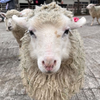 ウシさん🐮💞