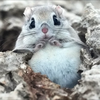 モモン