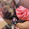 ゆた🍦🐕優寿（ゆず）MG