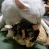 ゆーーーり