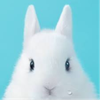 鼻セレブ