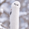 シマ、、え、長っ