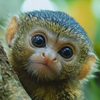 もんちゃん🐒