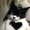 🐱☆~まる🐱🐈‍⬛⸒⸒⸒⸒🐾❤︎