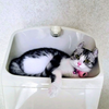 まさぽん🐱💕🕳️