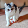 まさぽん🐱💕︎   