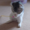 まさぽん🐱💕︎ 
