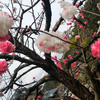   いつかどこかで