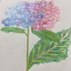 紫陽花