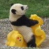 パンダ5号