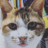 あん