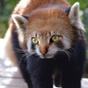 🦝レッサーニャンダ🐱