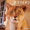 にゃぁぁぁぁぁぁらいおん꧁̂꧂̂