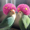 みずぽん🦜🦜🌍💓