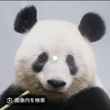 パンダ