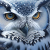 フクロウ🦉