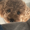 くぅちゃんです