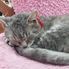 マリィねこ