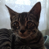 ねこ