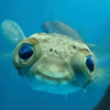 カナシミ