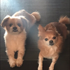 歌丸