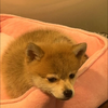 セラビ