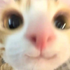 Kou