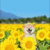 あんず