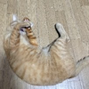 たまご