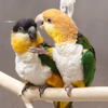 (°8°#)イン子‪🦜‬
