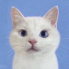こねこ🐰️🫧
