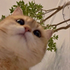 千秋