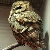 ごまだれ🦉