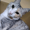 おーたん