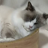 うーま