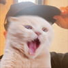 ｋｊ-🐈💍-