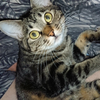 ルル🐈🐾