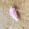 しゅんた