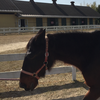 ホース🐎