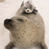 あざらし