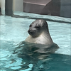 ハムスター
