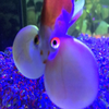 脱力系ヒューマン